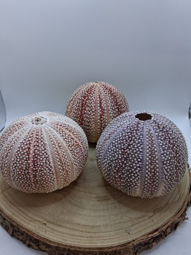 Natural sea urchin shells - natural,