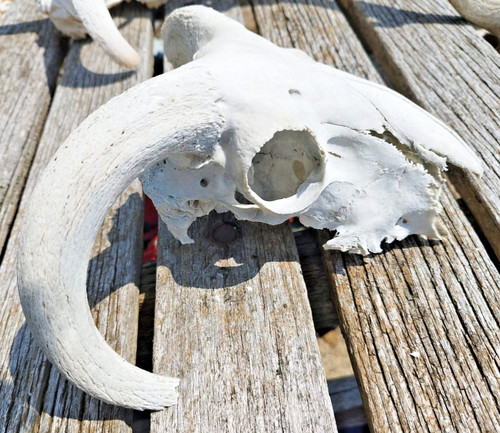 Real taxidermy ram - taxidermy,