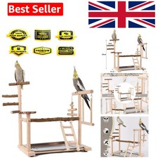 Bird playground parrot play - bird,
