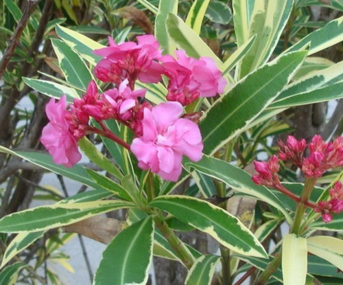Double scarlet variegated - double,