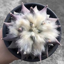 10cm ariocarpus retusus - ariocarpus,
