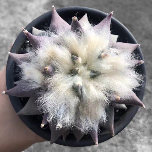 10cm ariocarpus retusus - ariocarpus,