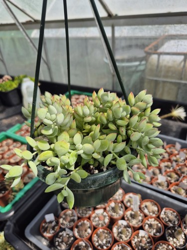 Cotyledon pendens 14cm hanging - pendens,