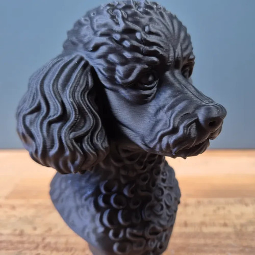 Miniature poodle bust home - poodle,