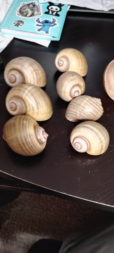 Authentic apple snail - authentic,