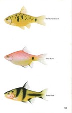 Vintage exotic fish - , print