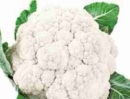 Cauliflower mini - x,