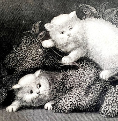 The kittens beautiful white - kittens,