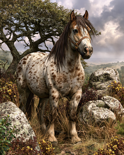 8x10 appaloosa horse - appaloosa, rocky