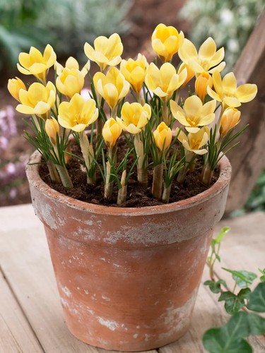 25x crocus romance - 25x,