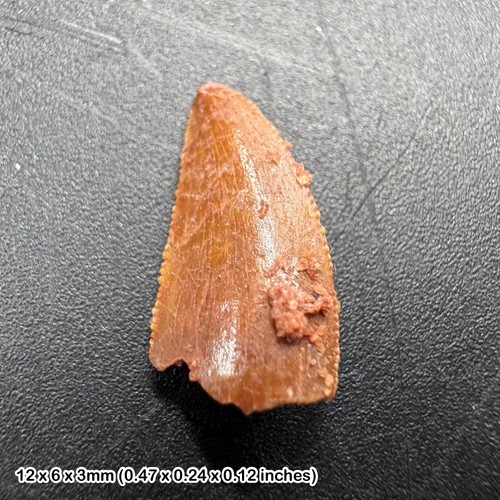 Genuine raptor dinosaur tooth - dinosaur,