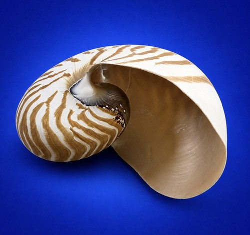 Chambered nautilus shell - shell, 4.5"