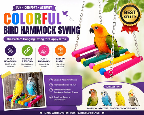 Pet bird parrot parakeet - pet,
