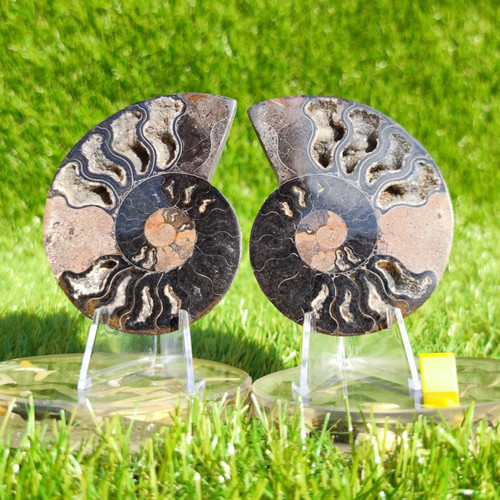 Polished madagascar ammonite - polished,