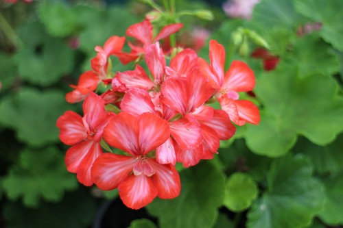 Pelargonium harlequin pretty - pelargonium,