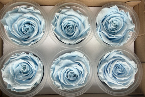 Baby blue preserved real - baby,