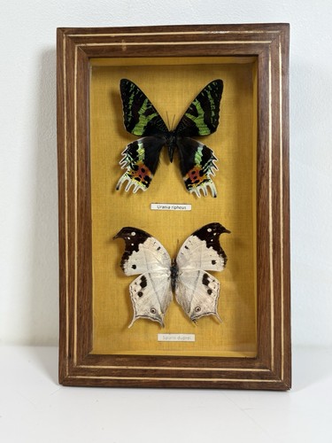 Madagascan sunset moth - madagascan, &