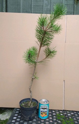 Pinus thunbergii japanese - pinus,