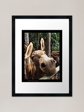 Hello donkey framed art - hello, donkey...!