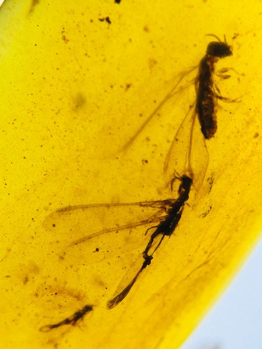 Burmese burmite cretaceous - burmite,