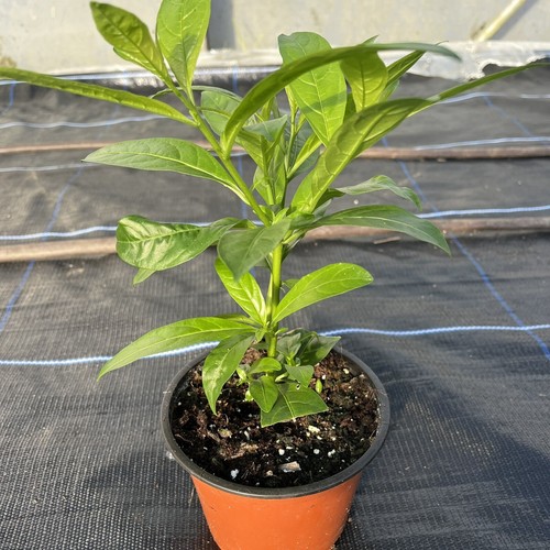 Cestrum nocturnum lady of - cestrum,