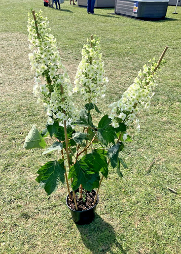 Hydrangea quercifolia hovaria - hydrangea,