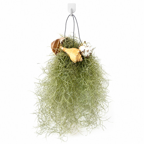 Tillandsia airplant shells - tillandsia,