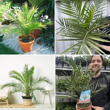 Phoenix Canariensis Tree Canary Island Date Palm Plant in 2L Pot