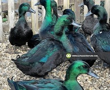 5 + Pure Breed Cayuga Duck