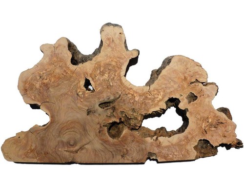 Olive burl wood tree slice - burl,