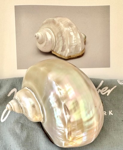 Judith leiber pearl - judith,