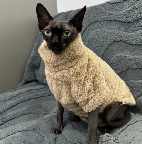 Cat sweater