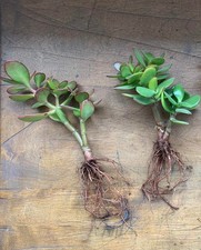 2 X Houseplant Rooted Jade Lucky Succulent Plants Unusual Gift Terrarium