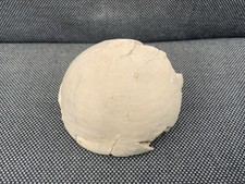 Fossil Sea Urchin Echinoceras