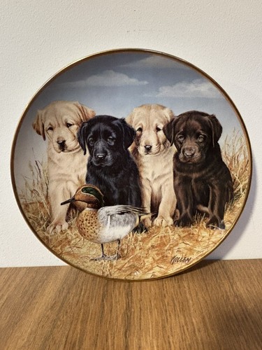 Labrador dogs collectors - labrador,