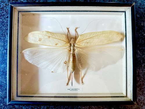 Leaf grasshopper - leaf,