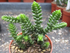 CRASSULA LYCOPODIOIDES V