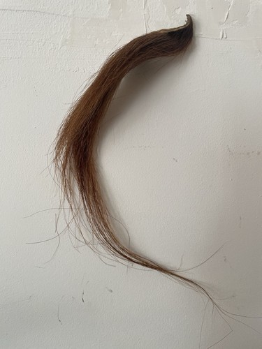 Natural chestnut horse hair - chestnut,