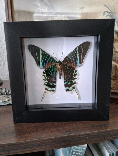 Green banded sunset - banded, moth