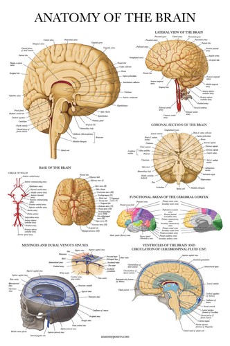 5size brain anatomy poster - brain,