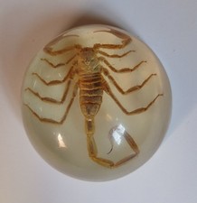 Vintage Real Scorpion In Resin Paperweight Taxidermy Bugs Insects Arachnid