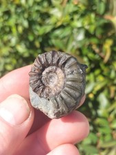 RARE EUGASSICERAS resputinatum