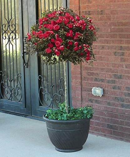 Rare rose tree seeds - rose,