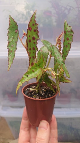 Begonia amphioxus polka dot - |,