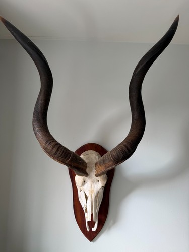 Antique taxidermy european - antique,
