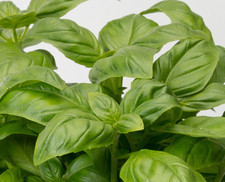 sweet Basil- Aromatic Herb