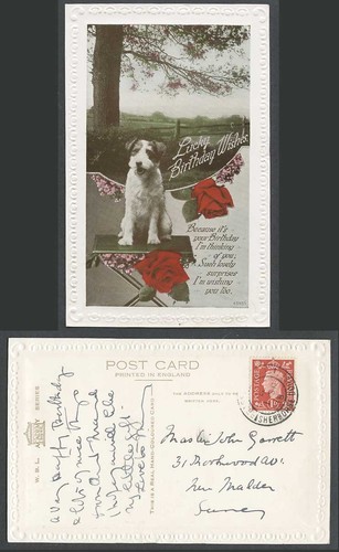 Fox terrier dog puppy pet - fox,