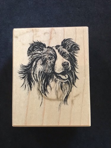 Border collie detailed dog - border,