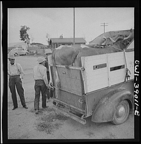Photo cowboys loading - photo:cowboys, cattle