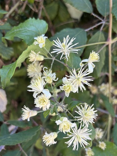 Wild clematis seeds - wild,